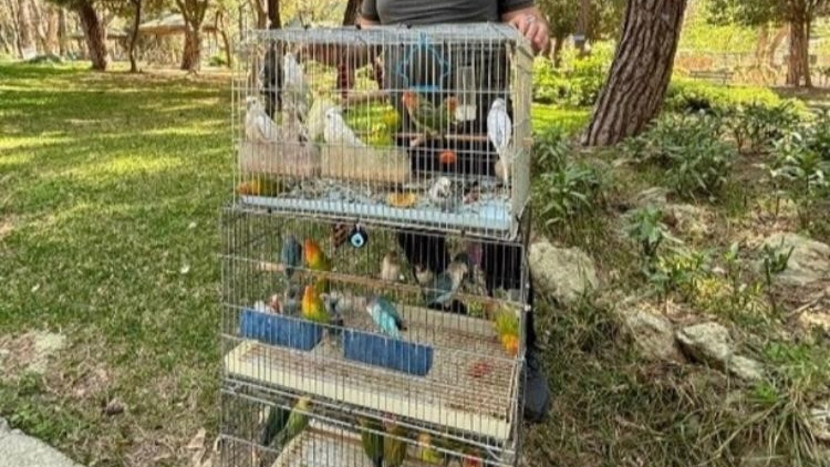 Antalya'da papağan operasyonu