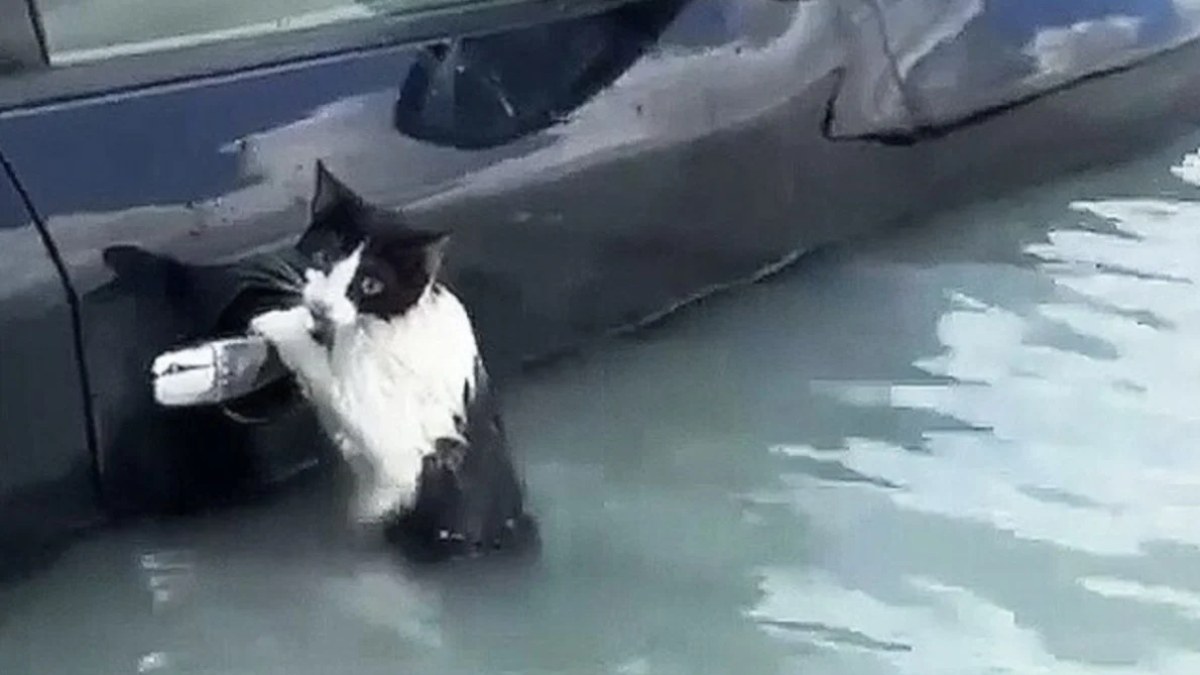 Dubai'de selde mahsur kalan kedi aracın kapısına tutunarak yardım bekledi