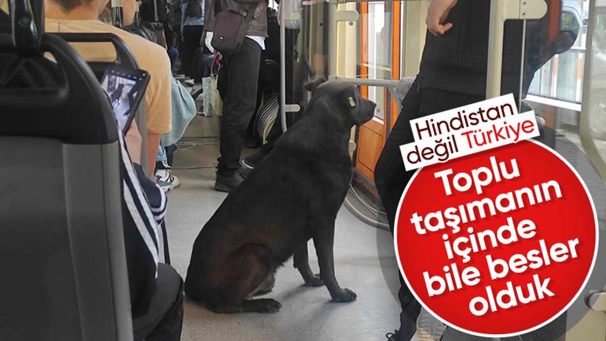 Eskişehir'de tramvaya binen yolcular sokak köpeğiyle karşılaştı