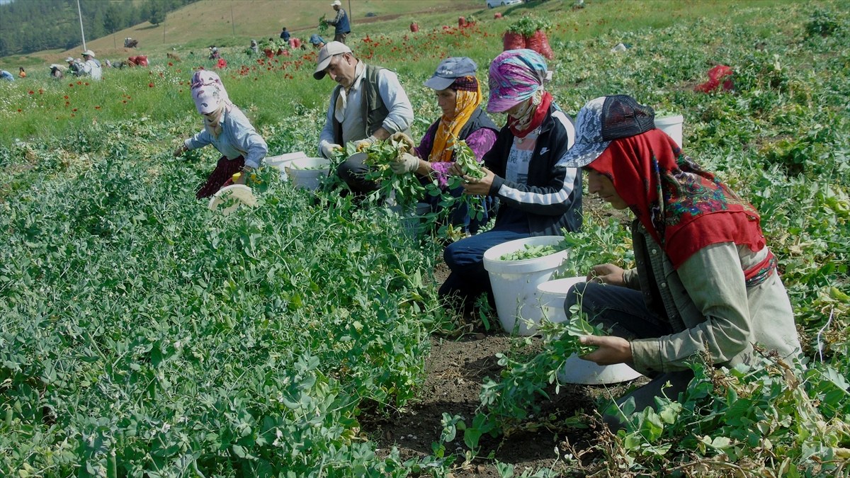 Gaziantep'te 10 bin dönümde bezelye hasadı başladı