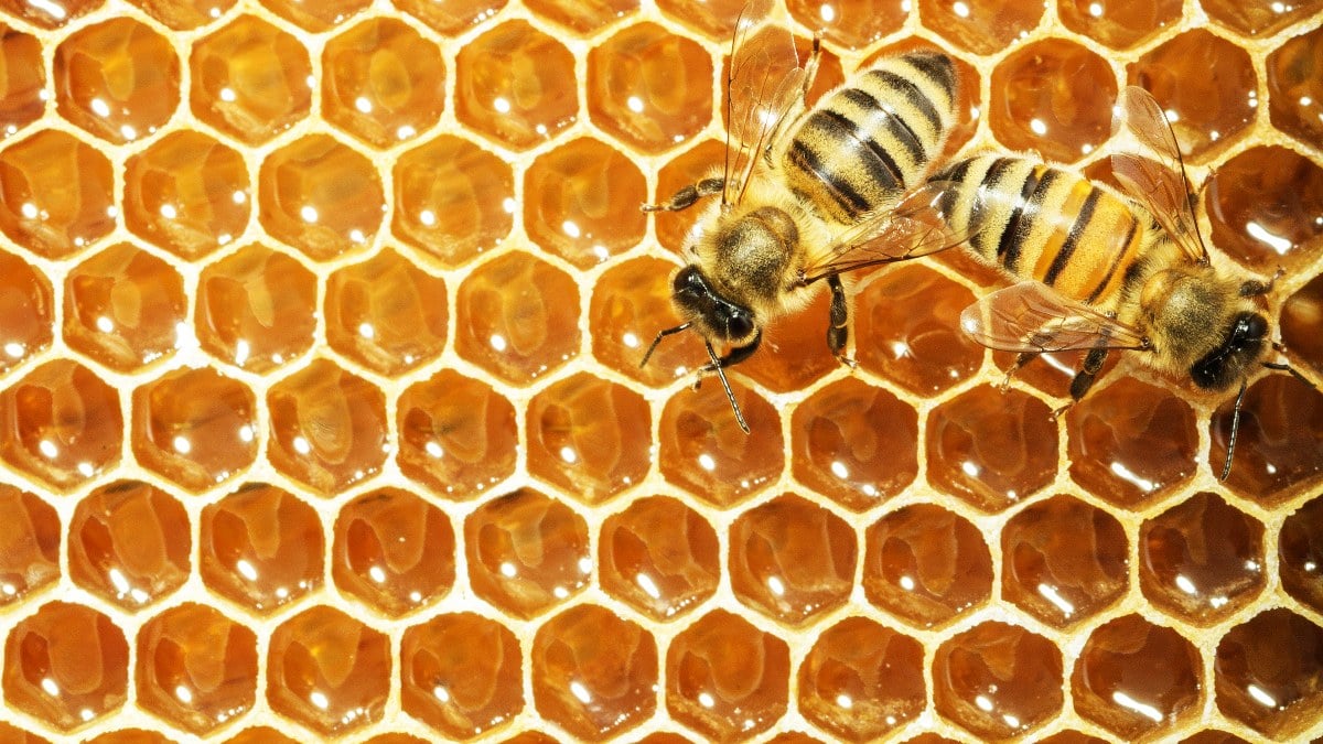Geometri harikası: Arılar bakın neden altıgen petek yapıyor