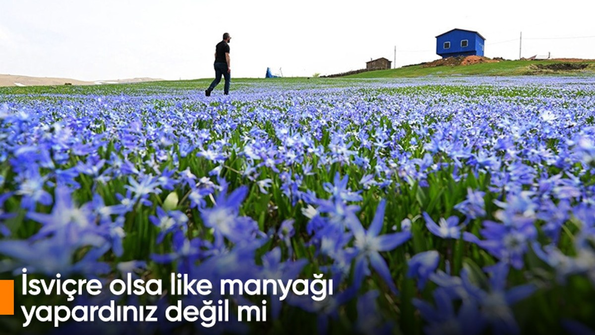 Trabzon'un yaylalarında mavi yıldızlar açtı