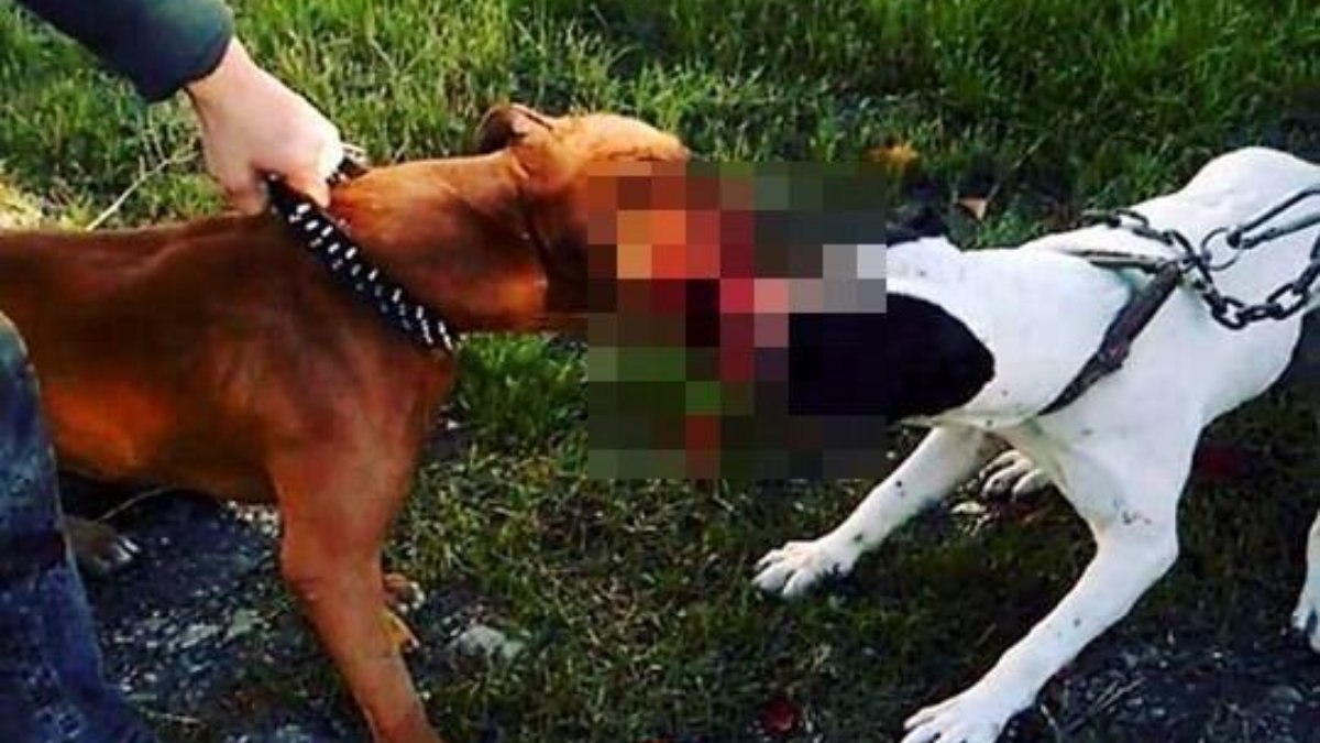 Samsun'da hayvanlara işkence eden 13 kişiye ceza kesildi