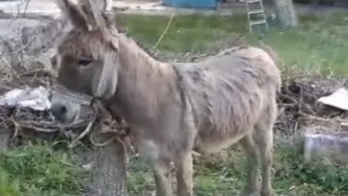 Kayseri'de eşek saldırısına uğrayan kadın yaralandı