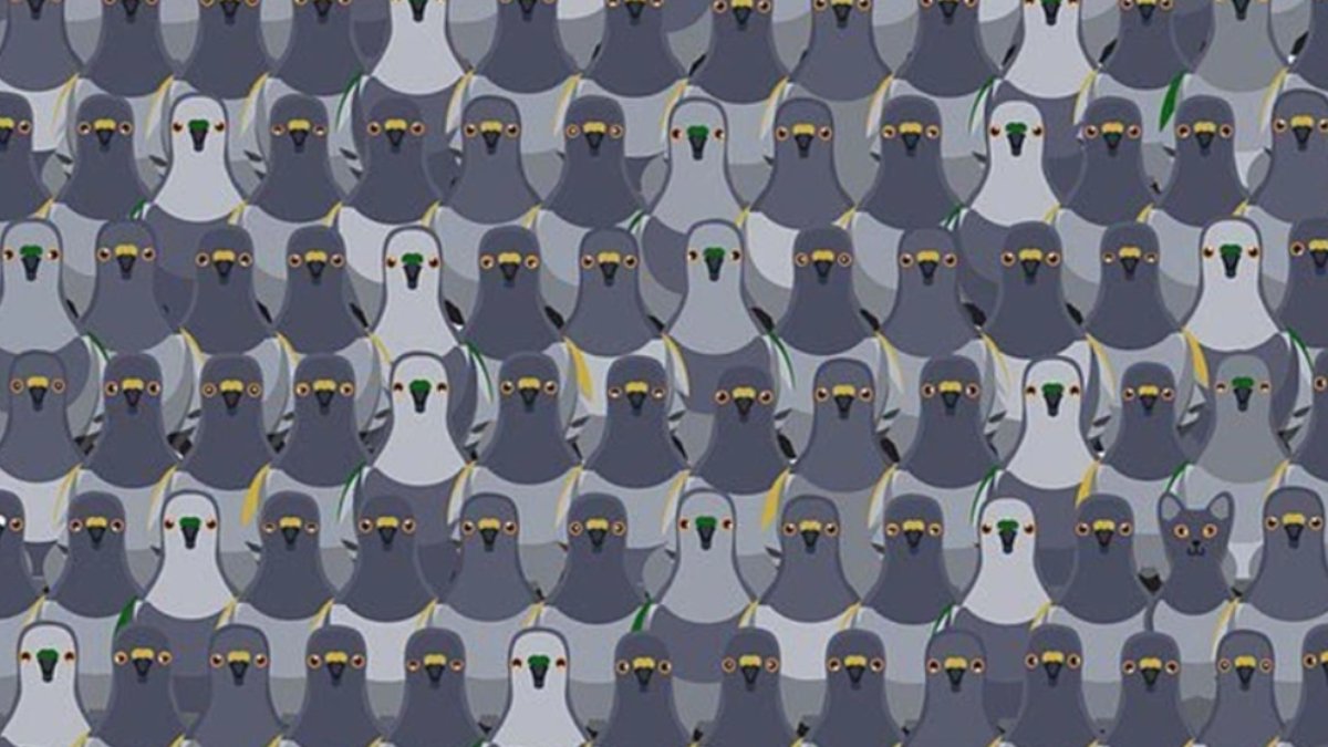 Görsel dikkat testi: Güvercinler arasındaki farklı hayvanı kaç saniyede bulabileceksiniz?