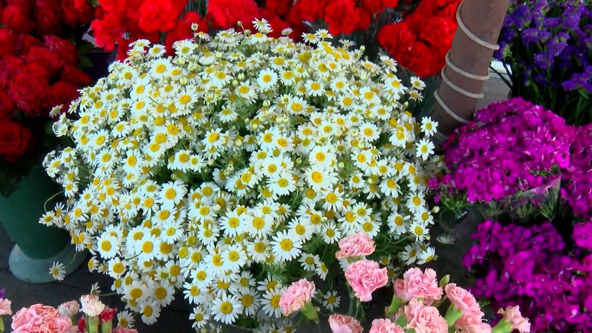 İstanbul'da çiçekçilerin Anneler Günü mesaisi