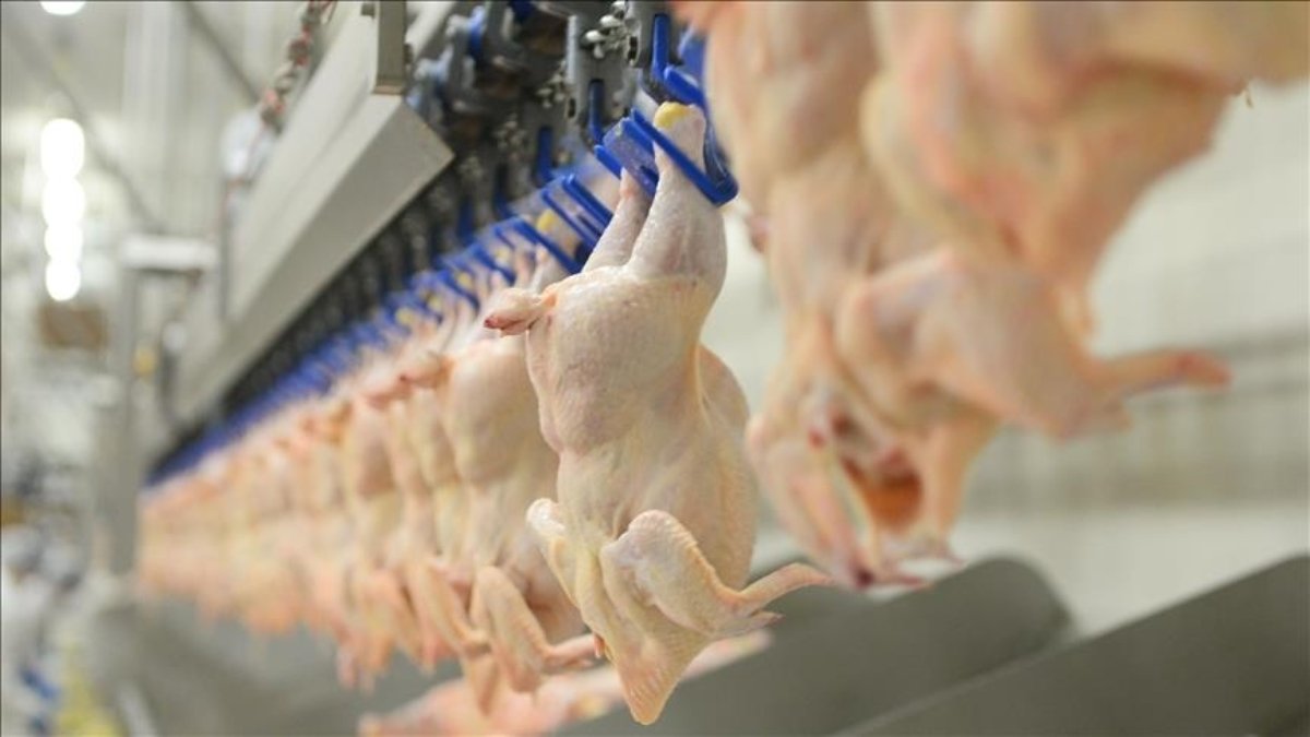 Tavuk eti üretimi martta aylık yüzde 1,6'lık artış gösterdi
