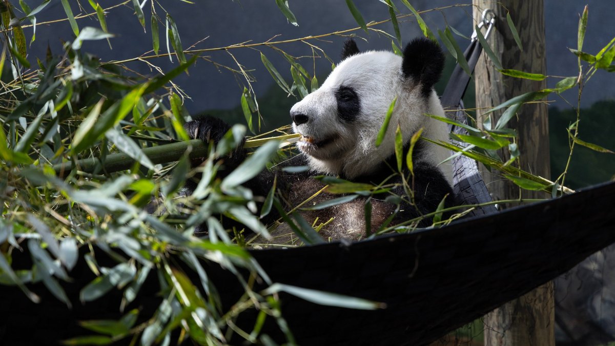 ABD'de kalan son 4 panda da Çin'e gönderiliyor