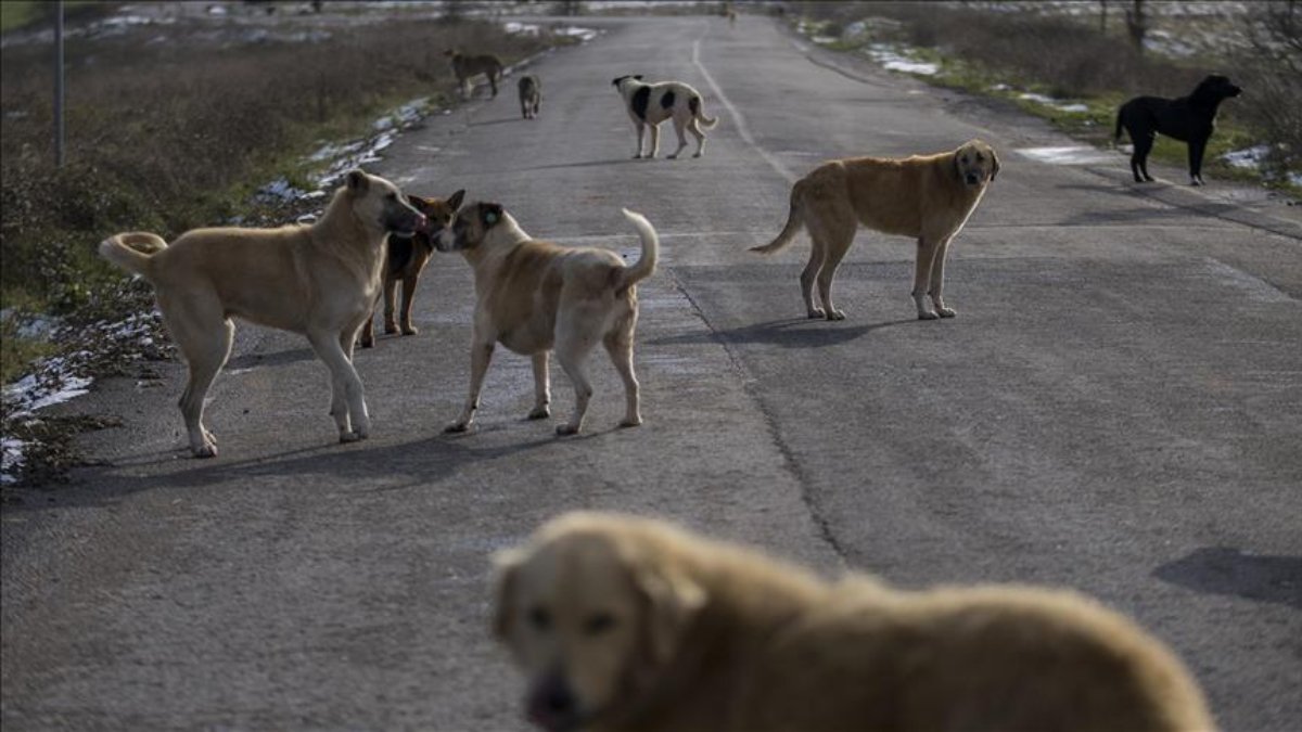 2024 Sokak hayvanları yasası çıktı mı, maddeleri neler? Sokak köpekleri uyutulacak mı?