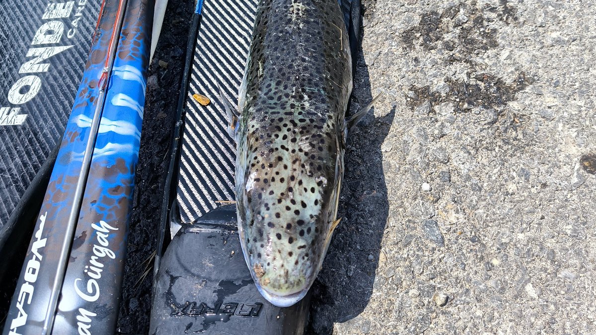 Mersin'de amatör balıkçı, zıpkınla 6 kiloluk balık yakaladı