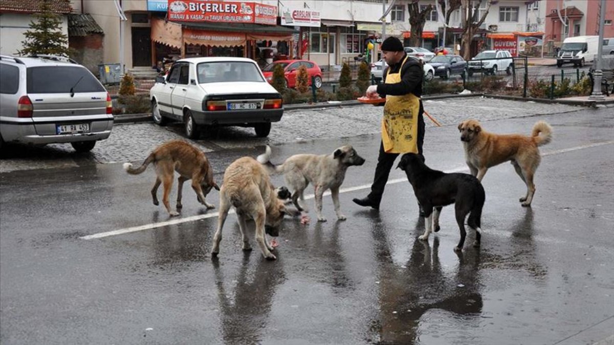 Türkiye sokak köpekleri saldırılarına sahne olurken Avrupa'daki durum