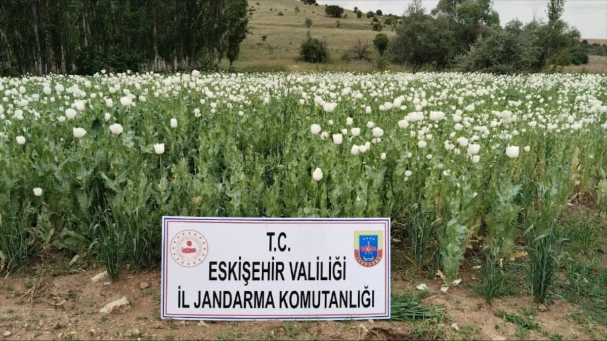 Eskişehir'de 22 bin 580 kök haşhaş bitkisi imha edildi