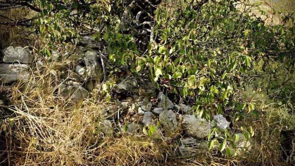 160 kişiden 3'ü bulabildi! Sadece dahiler resimdeki kediyi 8 saniyede bulabilir