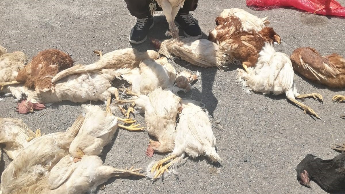 Elazığ'da sokak köpeklerinin saldırısında kümes hayvanları telef oldu