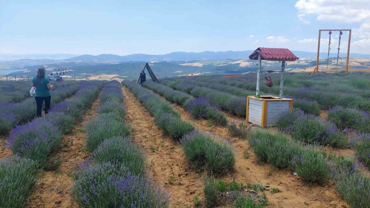 Tekirdağ'da lavanta tarlaları fotoğraf stüdyosuna döndü