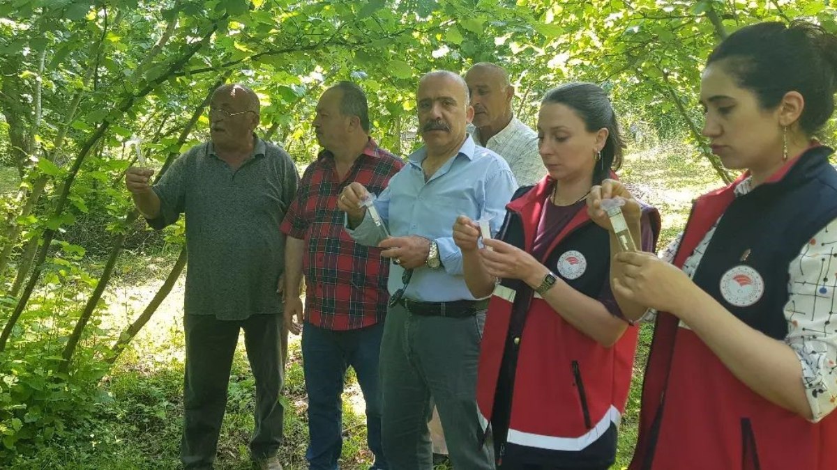 Sinop'ta samuray arısı doğaya salındı