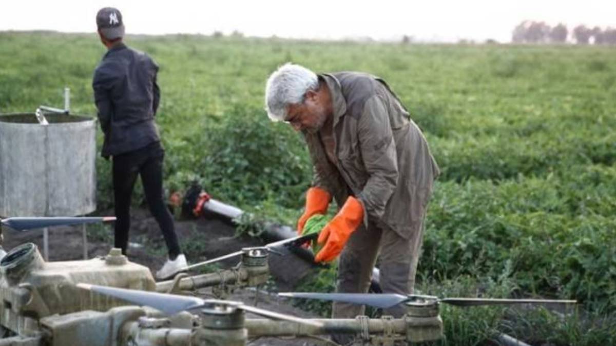 Adana’da hasadı başladı, fiyatlar dibe vurdu! Kilosu resmen 6 lira