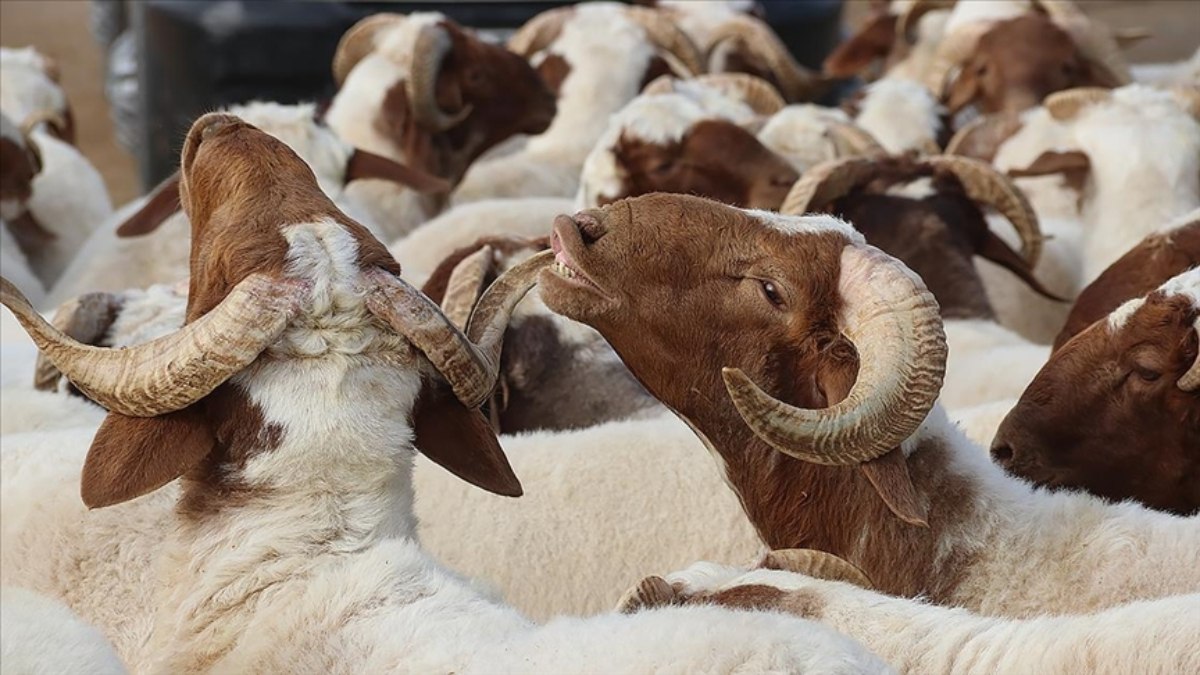 Kurban ne zamana kadar kesilir? İşte son kesim vakti...