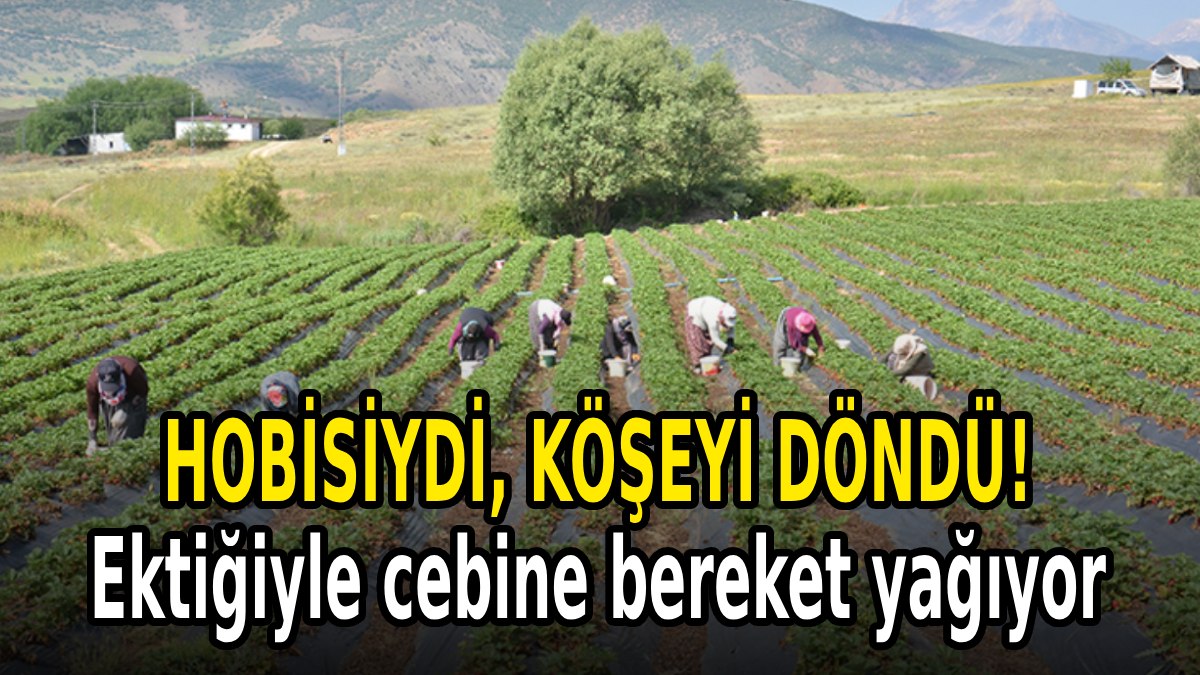 Hobisiydi… Ekti, biçti, zengin oldu! Bu hasatla paraya para demiyor