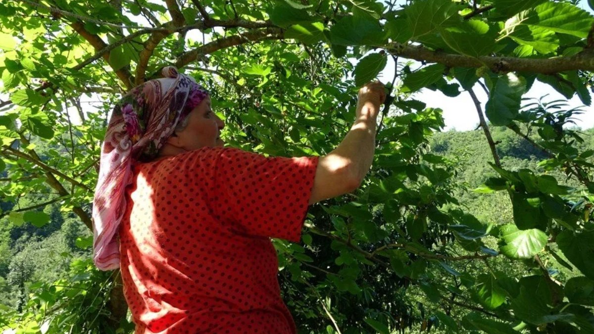 Ekeni zengin eden hasat başladı! Cildi bebek gibi yapıyor; kilosu 1000 lira