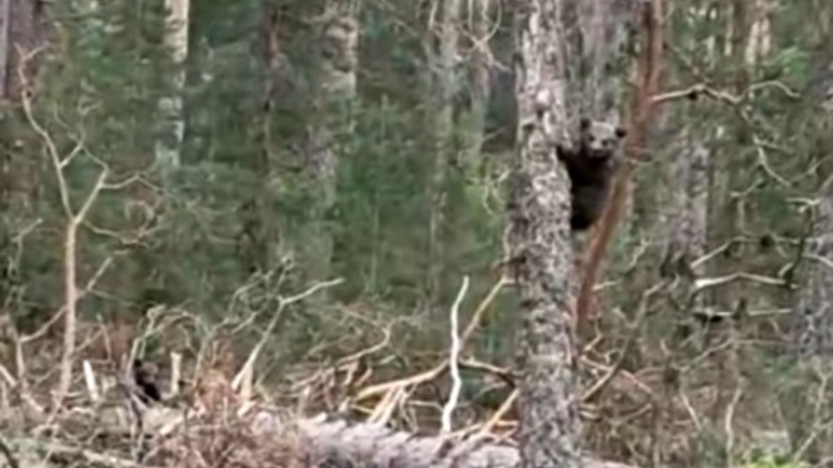 Bolu'da ayıları gören vatandaş ilginç sesler çıkardı