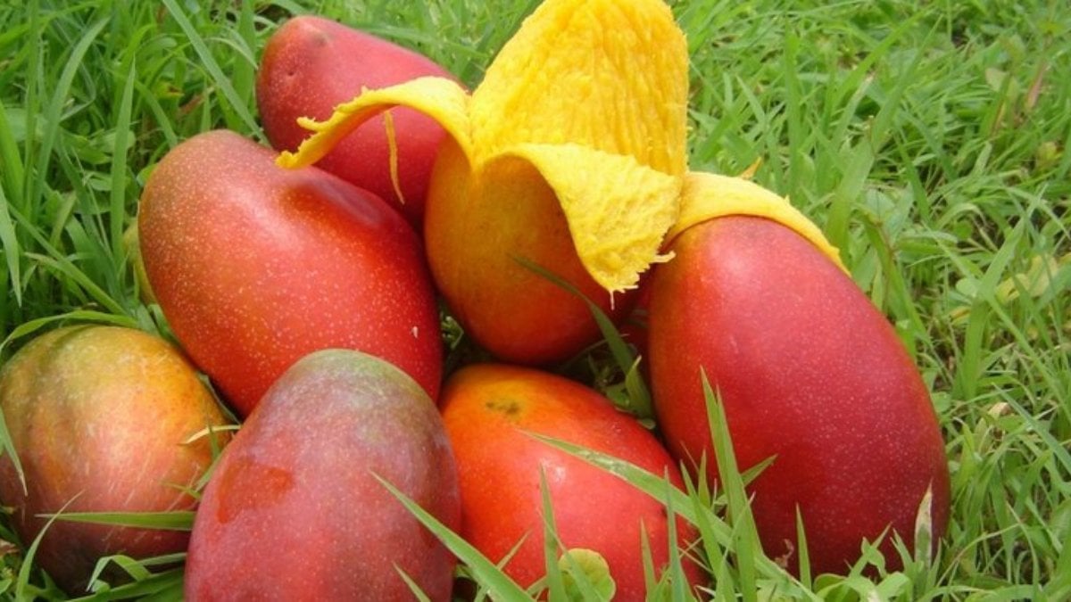 Mango meyvesi neye iyi gelir? Mangonun faydaları nelerdir?