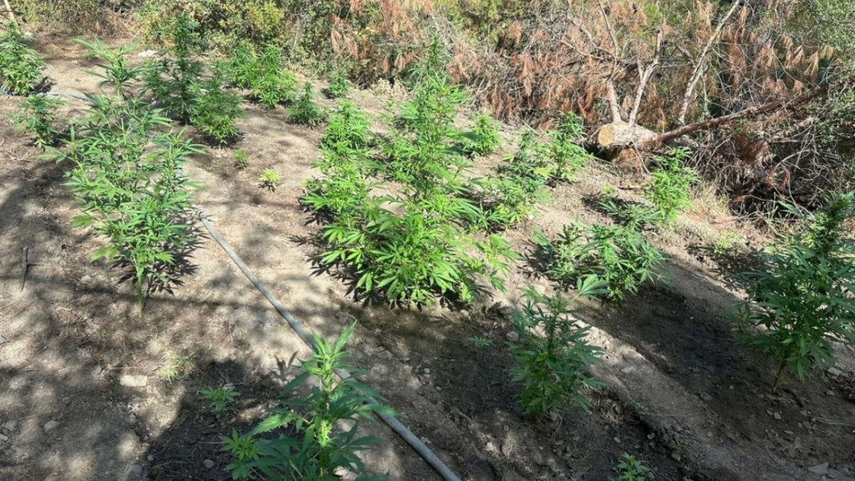 Manisa'da ormanda uyuşturucu bitki yetiştiren 2 şüpheli tutuklandı