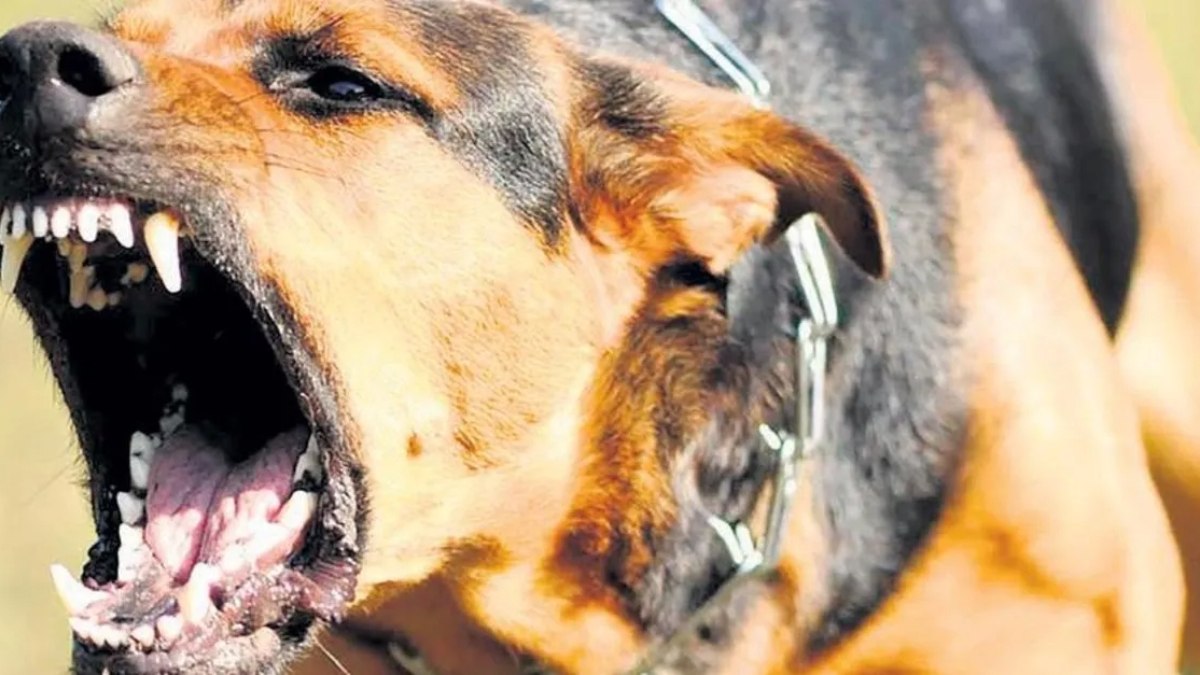 Sıcak havalar köpek saldırılarını tetikliyor