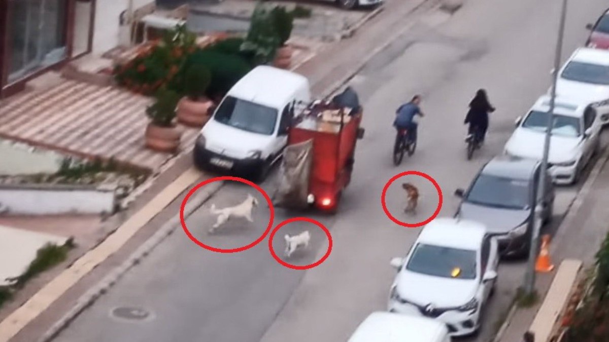 Samsun'da sokakta köpek çetesi korku saçıyor