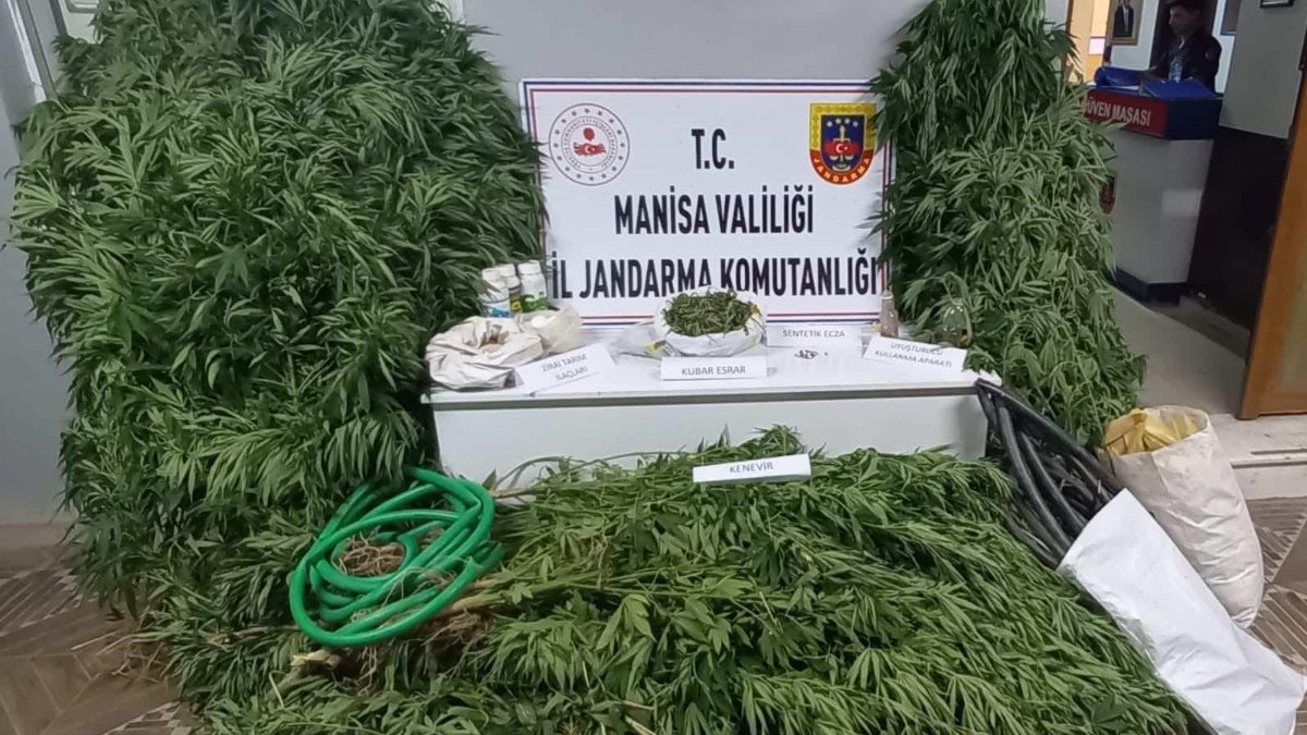 Manisa'da firari, kenevir sularken yakalandı