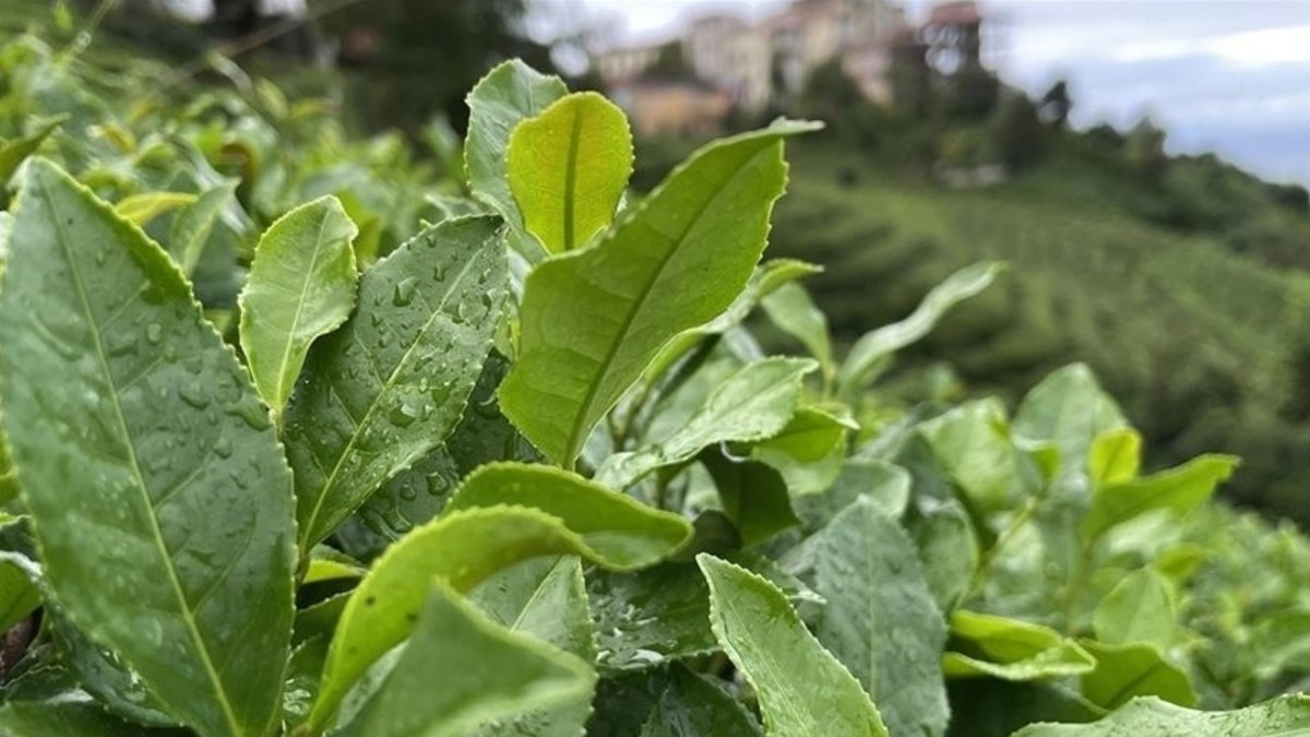 ÇAYKUR'dan yaş çay alımında yeni kontenjan uygulaması