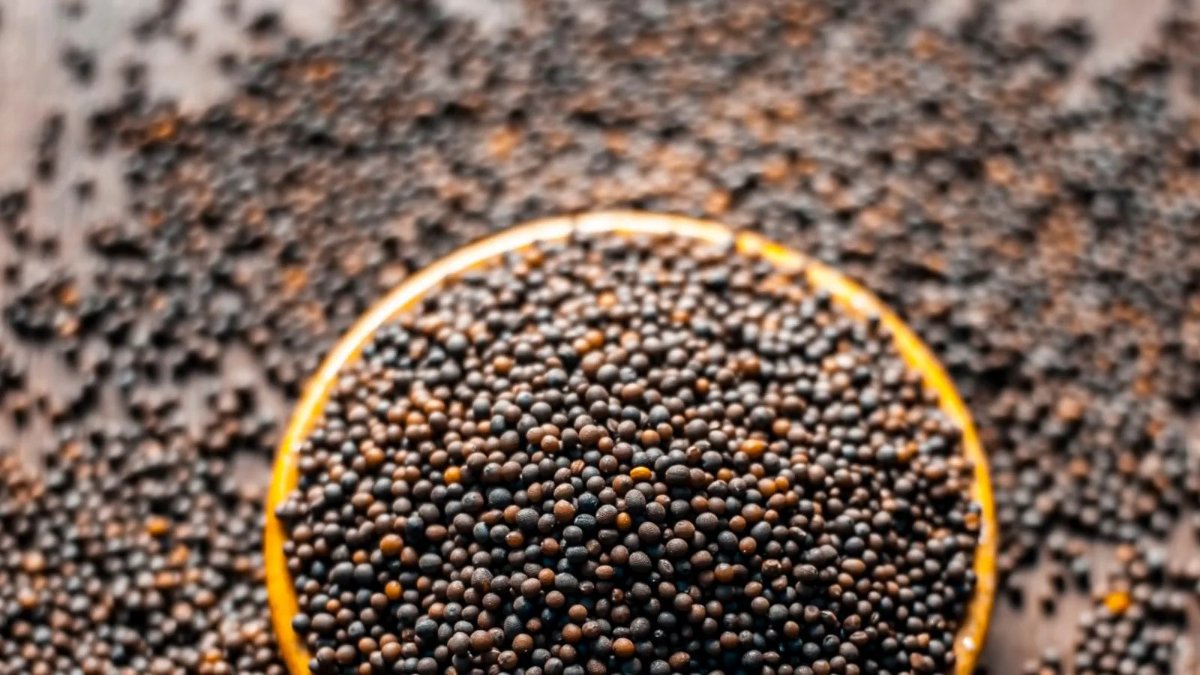 Siyah hardal tohumu nedir, nasıl kullanılır? Siyah hardal tohumu faydaları
