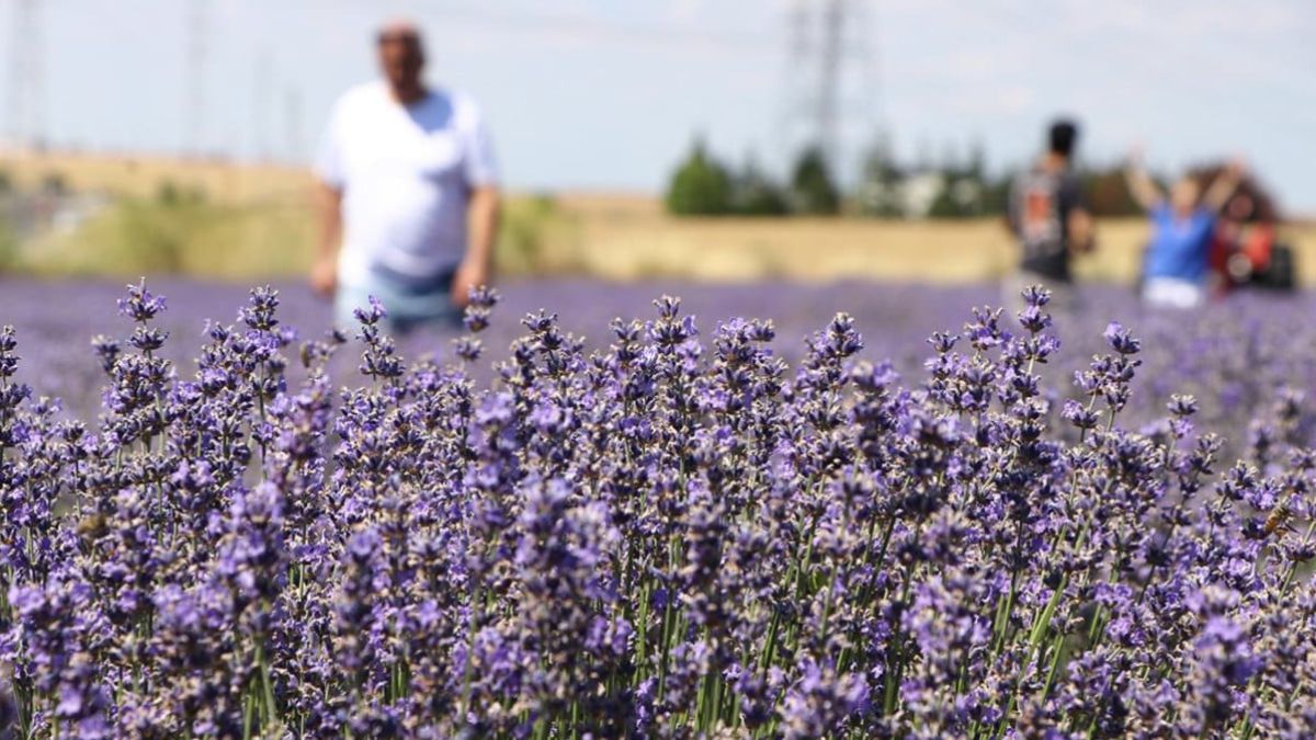 Tekirdağ'da lavanta bahçeleri turizme önemli katkı sunuyor