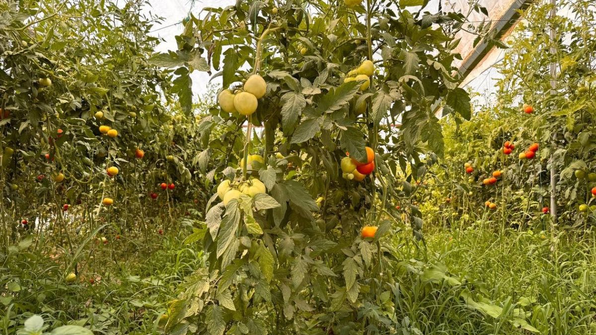 Antalya’da gördü, memleketinde denedi! Şimdi ayda 750 bin lira kazanıyor…