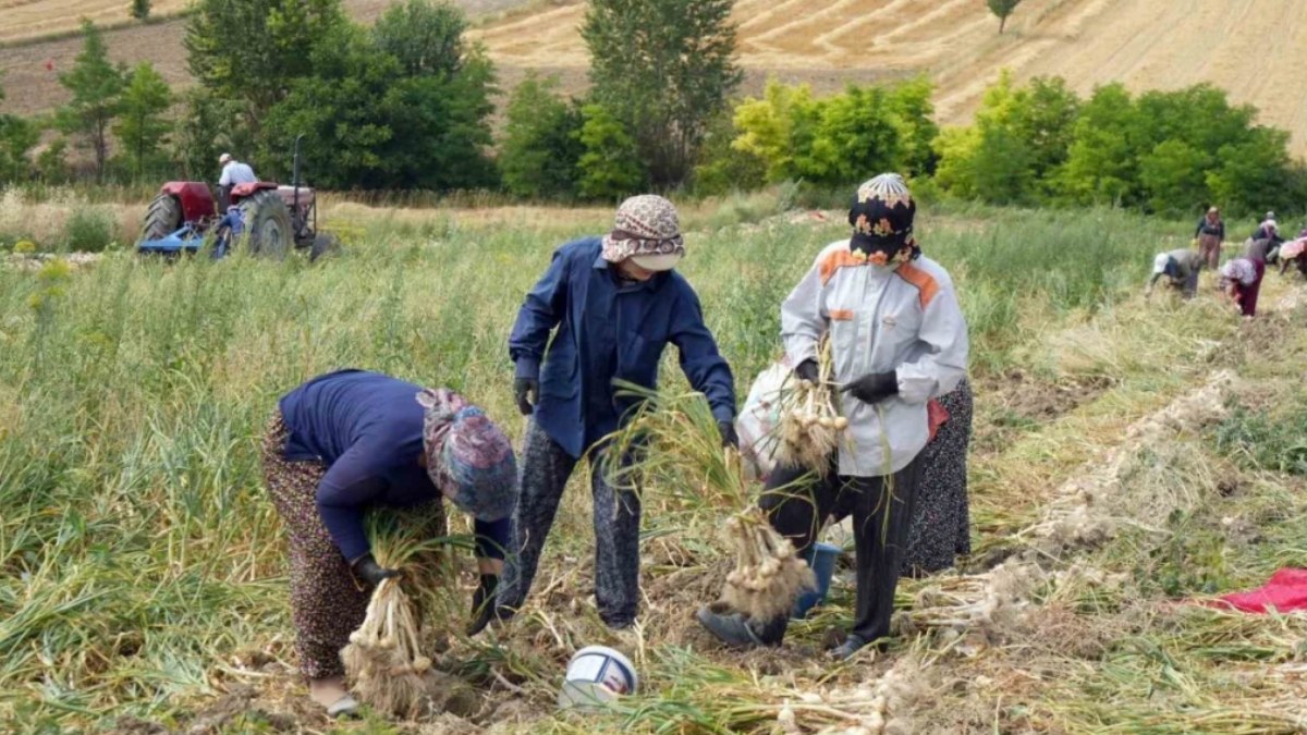 Kastamonu’da hasadı başladı! Resmen doğal antibiyotik; kilosu 120-130 lira