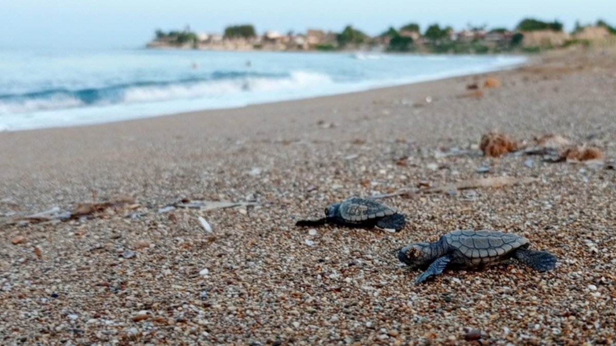 Manavgat'ta yavru carettalar mavi deniz yolcusu