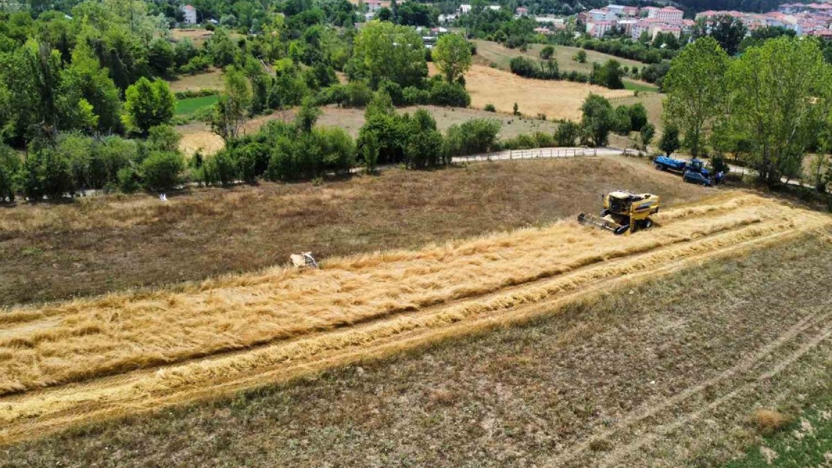 Hasadı başladı: Ne su istiyor, ne de gübre! Duyan hemen yetiştiriyor, kilosu 100 lira