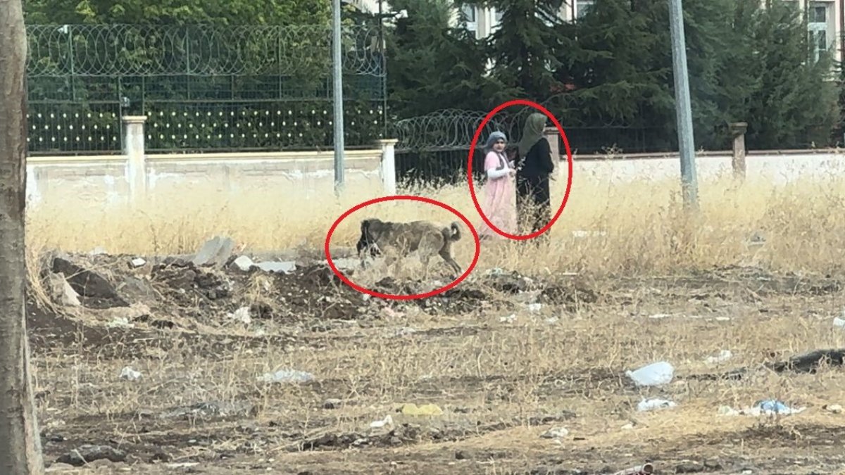 Diyarbakır'da başıboş sokak köpekleri kediyi telef etti