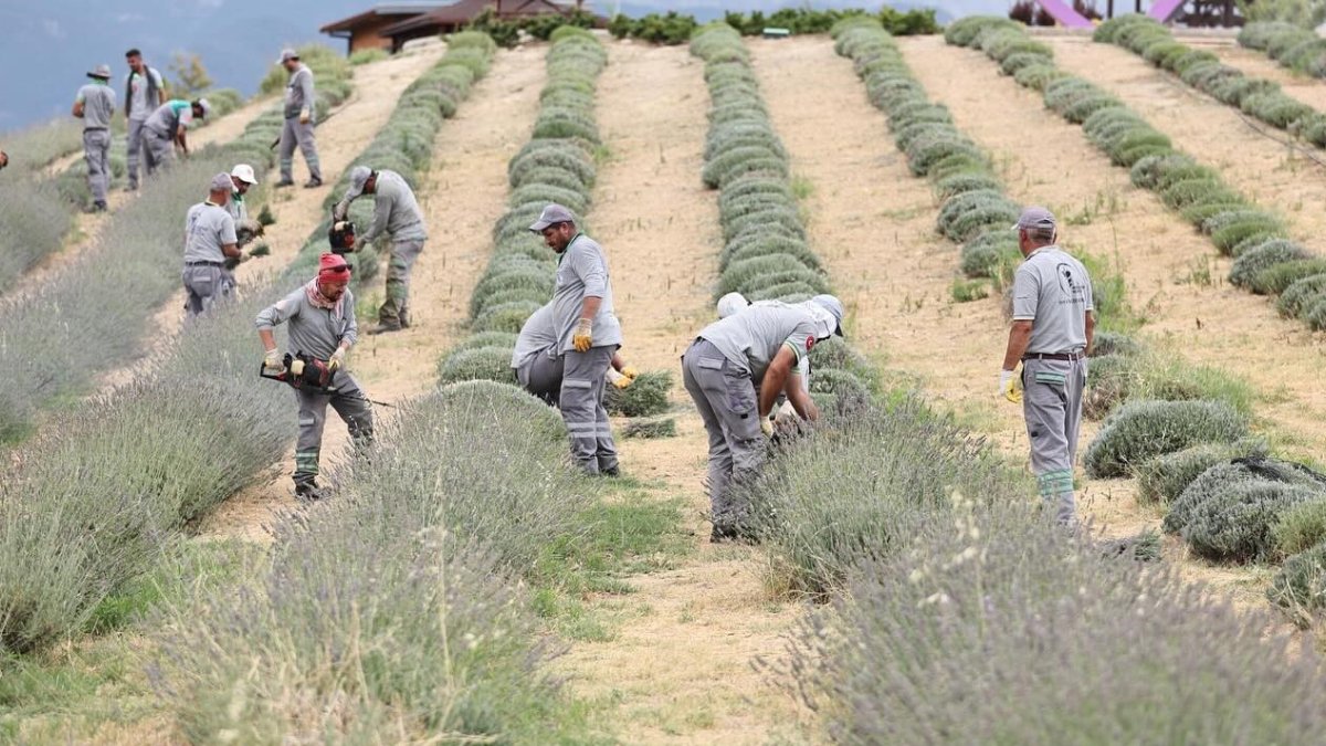 Denizli’de hasadı tamamlandı, yok satıyor! Kaynatıp içen ağrı nedir bilmiyor; kilosu 200 lira