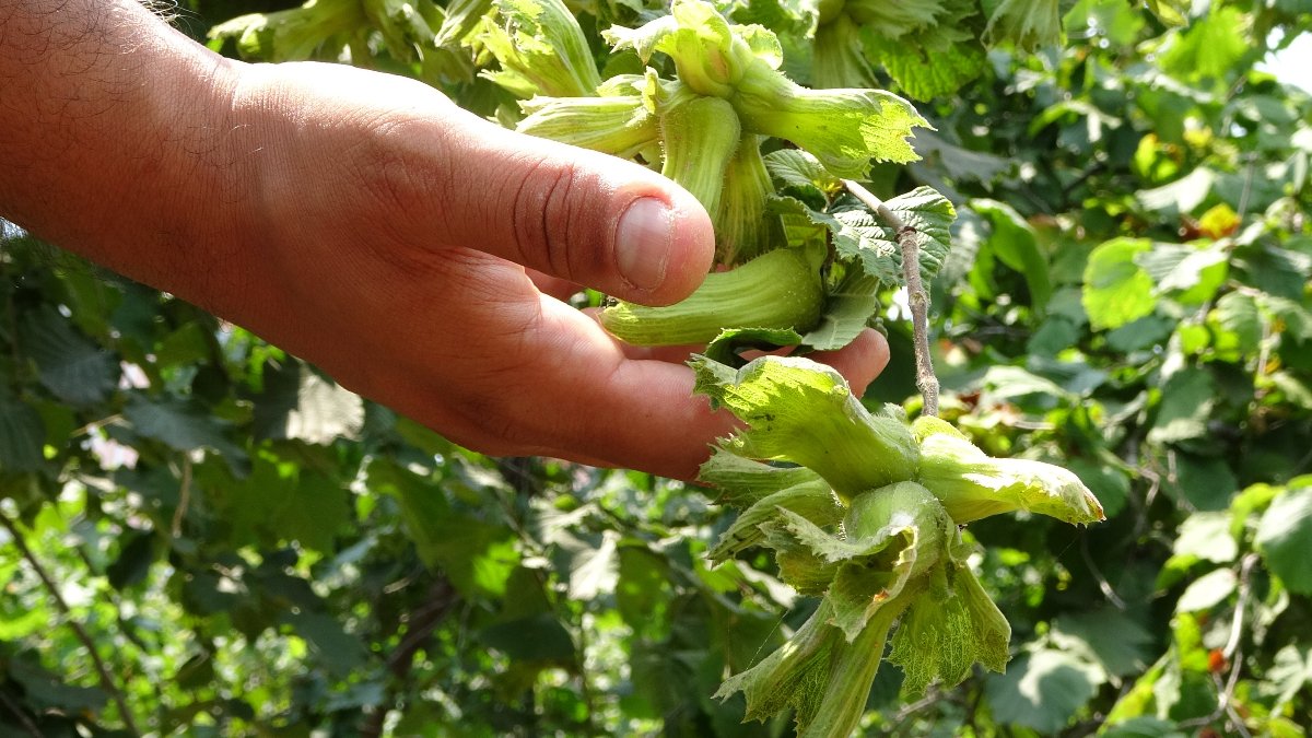 Fındık üreticilerine erken hasat uyarısı: Rekolte ve kalite kaybı yaşanabilir