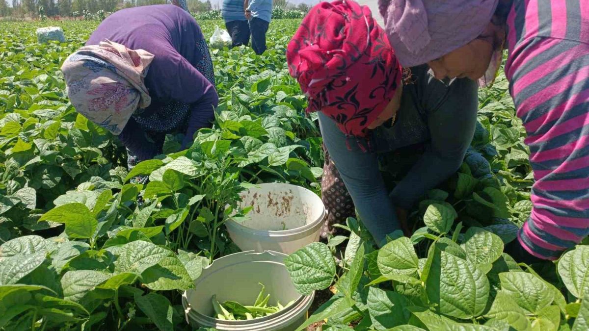 Çiftçiler hayret etti! Kilosu 20 TL'ye kadar düştü; Duyan kilo kilo alıyor...