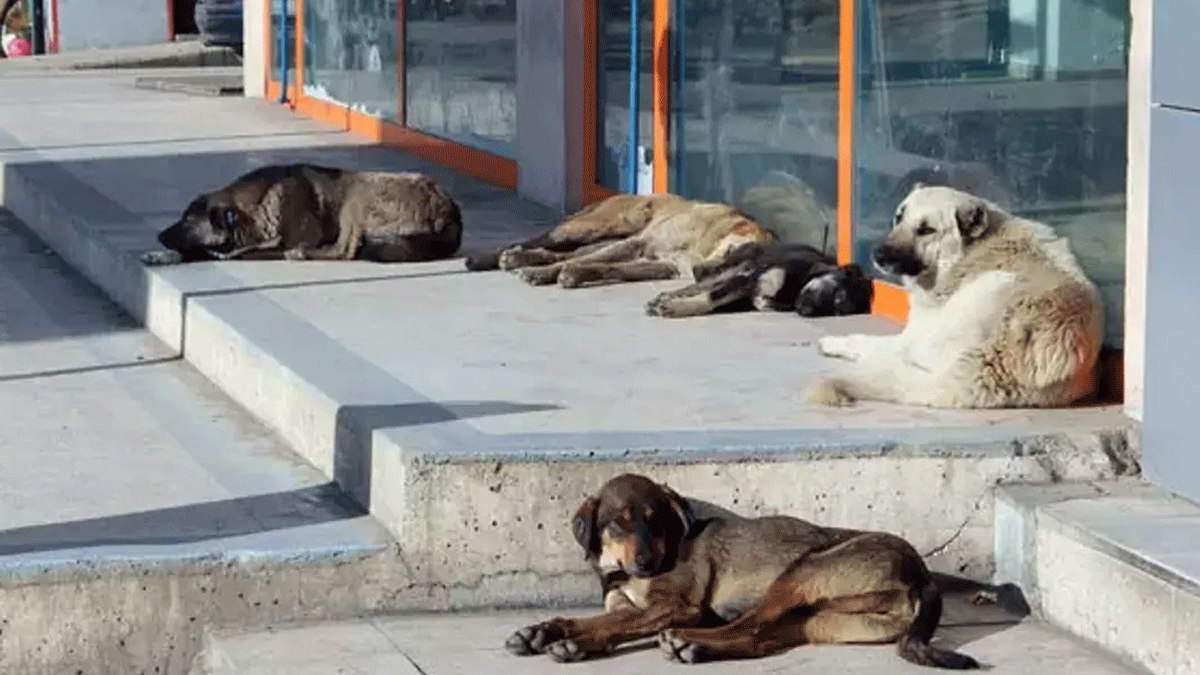 Sokak hayvanları yasası kabul edildi mi? Sokak hayvanları yasasında hangi maddeler var?