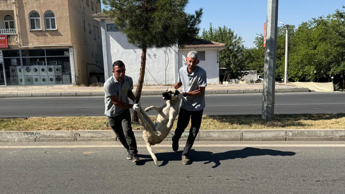 Sokak köpeği düzenlemesi TBMM'den geçti: İlk uygulama Diyarbakır'da