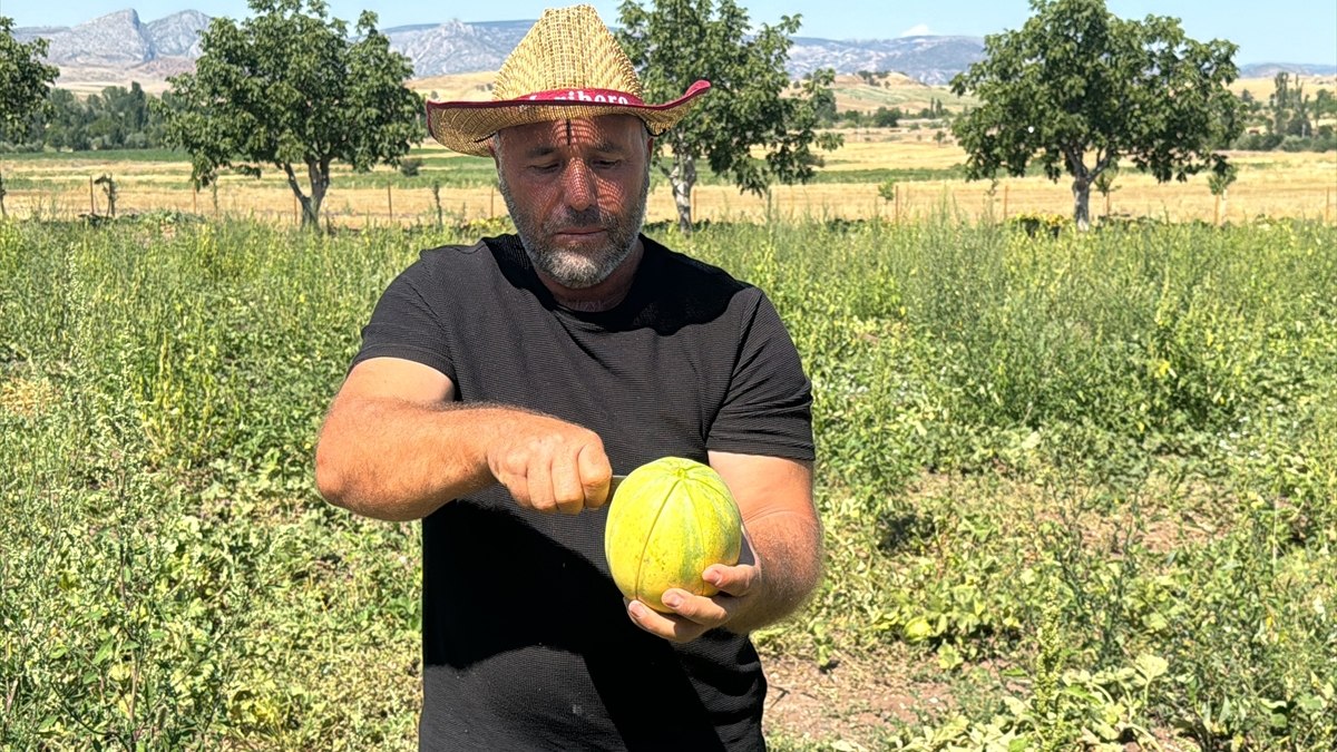 Dışı kavun içi muz: Yozgat'ta 'bağrıbütün kavunu' hasadı başladı