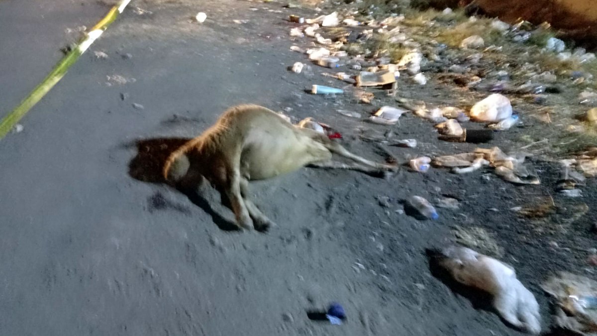 Hatay'da yol kenarındaki yemleri yiyen koyunlar telef oldu