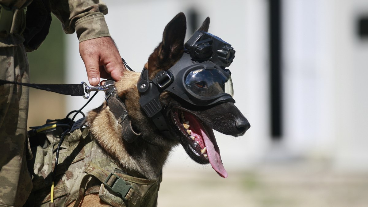 TSK'nın eğitimli köpekleri için yeni bir sistem tasarlandı