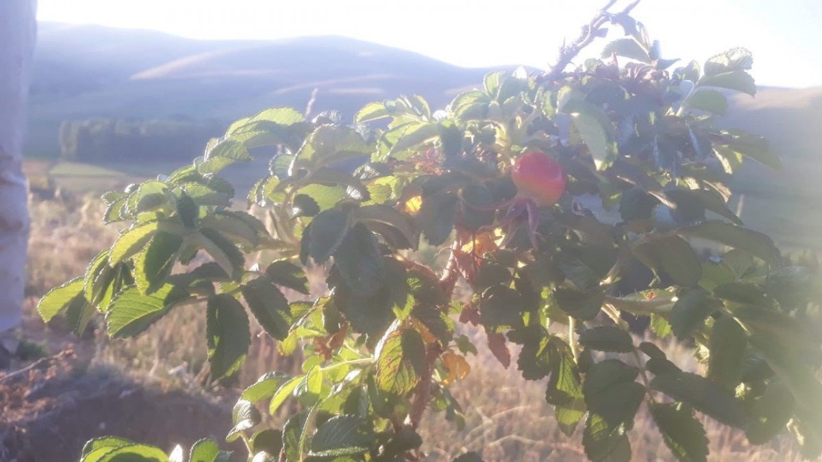 Bayburt’ta 400 dönüm araziye 60 bin kuşburnu fidanı dikildi