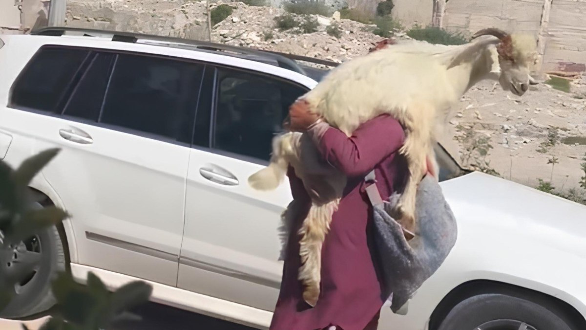 Hatay'da yavru keçiyi çocuk gibi kucağında gezdirdi