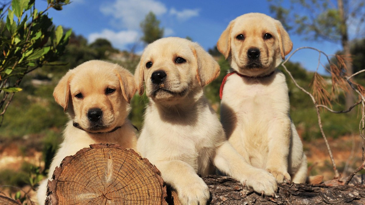 Köpeklerin yaşı nasıl hesaplanır? 1 köpek yaşı kaç yıl?