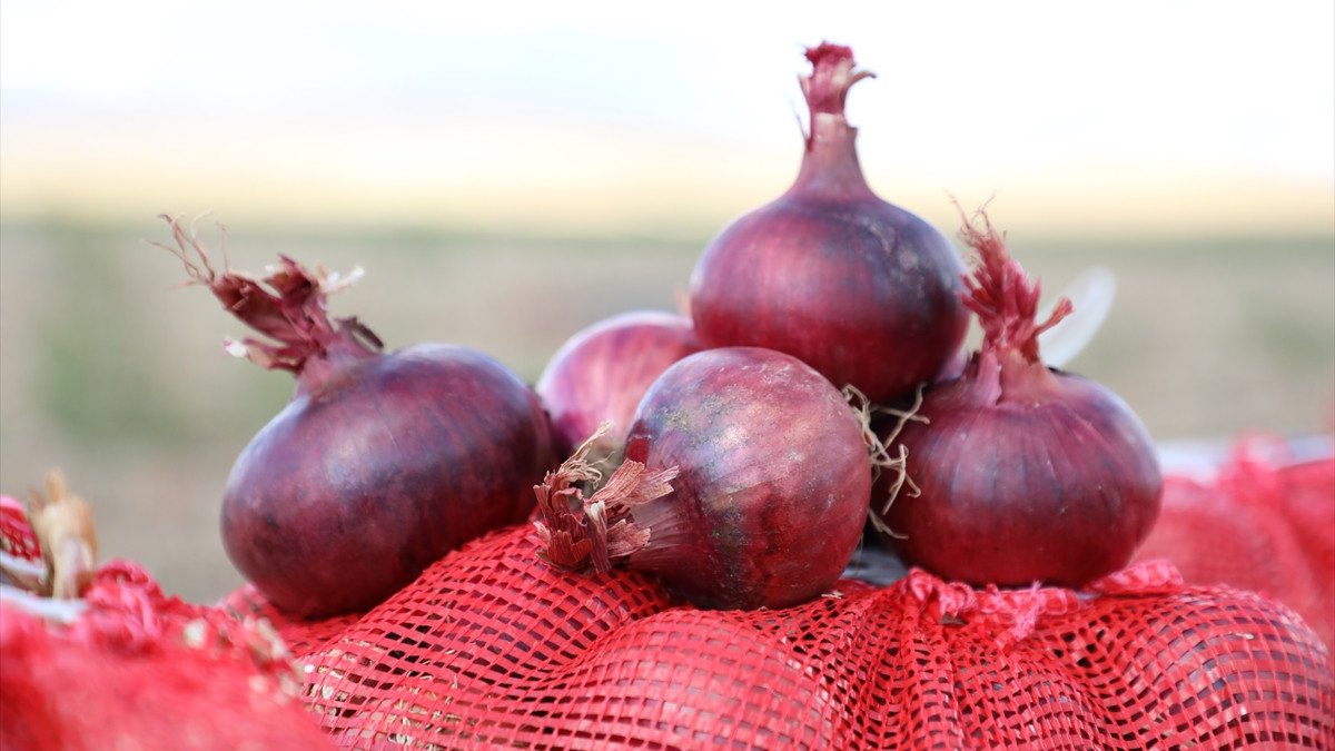 Çorum’da tescilli Alaca mor soğanında hasat başladı